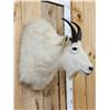 Image 4 : Mountain Goat Shoulder Mount Taxidermy