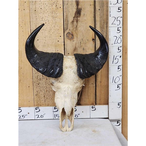 African Dwarf Forrest Buffalo Skull Taxidermy