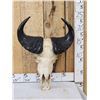 Image 1 : African Dwarf Forrest Buffalo Skull Taxidermy