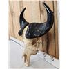 Image 2 : African Dwarf Forrest Buffalo Skull Taxidermy