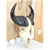 Image 3 : African Dwarf Forrest Buffalo Skull Taxidermy