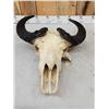 Image 4 : African Dwarf Forrest Buffalo Skull Taxidermy
