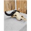 Image 5 : African Dwarf Forrest Buffalo Skull Taxidermy