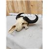 Image 6 : African Dwarf Forrest Buffalo Skull Taxidermy