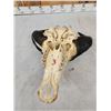 Image 7 : African Dwarf Forrest Buffalo Skull Taxidermy