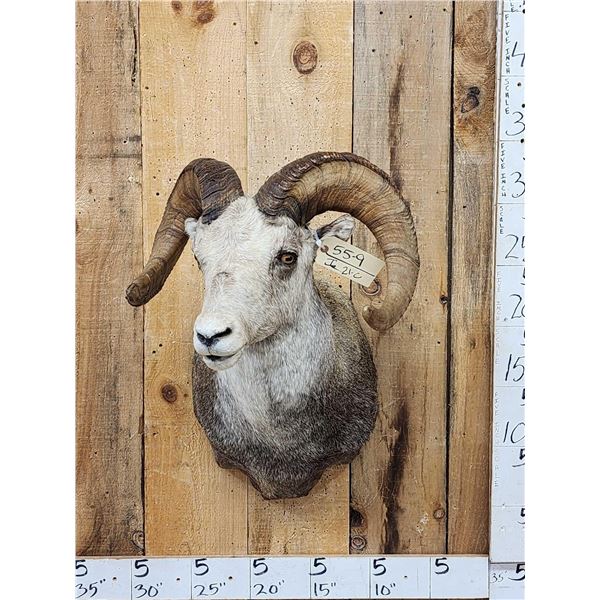Stone Sheep Shoulder Mount Taxidermy