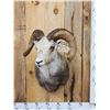 Image 1 : Stone Sheep Shoulder Mount Taxidermy