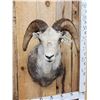 Image 2 : Stone Sheep Shoulder Mount Taxidermy