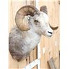 Image 3 : Stone Sheep Shoulder Mount Taxidermy