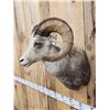 Image 4 : Stone Sheep Shoulder Mount Taxidermy