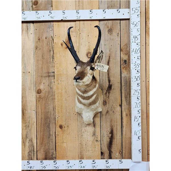 Pronghorn Antelope Shoulder Mount Taxidermy