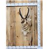 Image 1 : Pronghorn Antelope Shoulder Mount Taxidermy