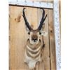 Image 2 : Pronghorn Antelope Shoulder Mount Taxidermy