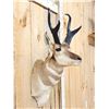 Image 3 : Pronghorn Antelope Shoulder Mount Taxidermy