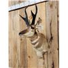 Image 4 : Pronghorn Antelope Shoulder Mount Taxidermy