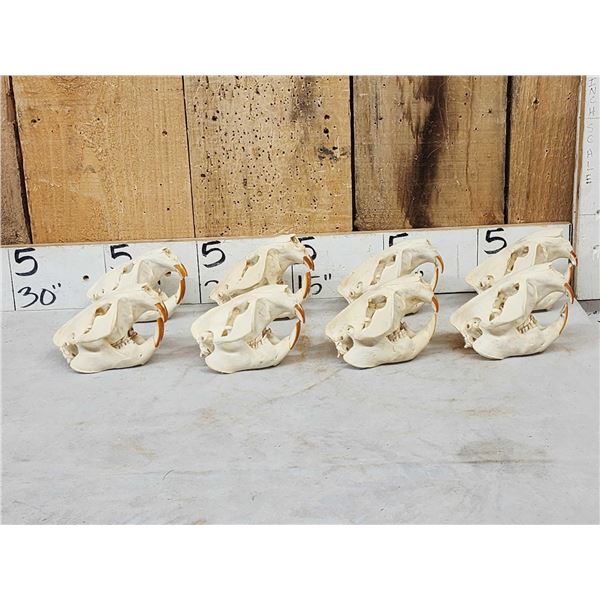 8 Beaver Skulls Taxidermy