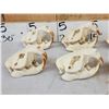 Image 3 : 8 Beaver Skulls Taxidermy