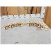 Image 4 : 8 Beaver Skulls Taxidermy