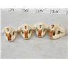Image 5 : 8 Beaver Skulls Taxidermy