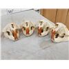 Image 6 : 8 Beaver Skulls Taxidermy