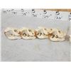 Image 7 : 8 Beaver Skulls Taxidermy