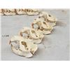 Image 8 : 8 Beaver Skulls Taxidermy