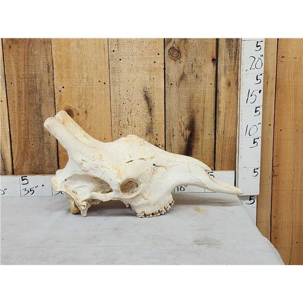 Big Giraffe Skull Taxidermy