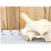 Image 2 : Big Giraffe Skull Taxidermy