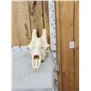 Image 3 : Big Giraffe Skull Taxidermy