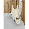 Image 4 : Big Giraffe Skull Taxidermy