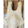 Image 5 : Big Giraffe Skull Taxidermy