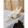 Image 6 : Big Giraffe Skull Taxidermy