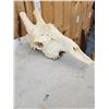 Image 7 : Big Giraffe Skull Taxidermy