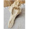 Image 8 : Big Giraffe Skull Taxidermy