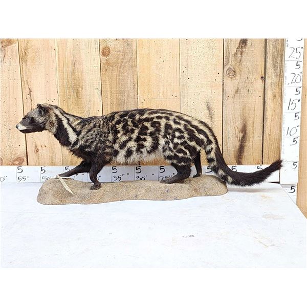 African Civet Full Body Taxidermy Mount