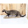 Image 1 : African Civet Full Body Taxidermy Mount