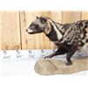 Image 2 : African Civet Full Body Taxidermy Mount