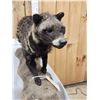 Image 4 : African Civet Full Body Taxidermy Mount