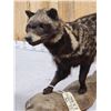 Image 5 : African Civet Full Body Taxidermy Mount