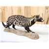 Image 6 : African Civet Full Body Taxidermy Mount