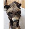 Image 7 : African Civet Full Body Taxidermy Mount