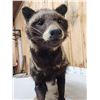 Image 8 : African Civet Full Body Taxidermy Mount