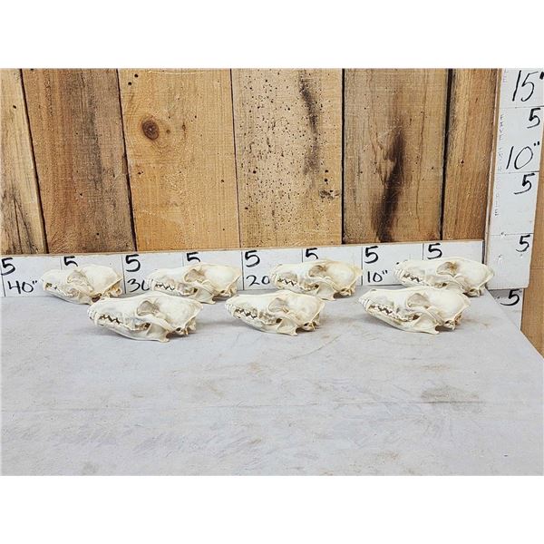 7 Coyote Skulls Taxidermy