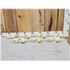 Image 1 : 7 Coyote Skulls Taxidermy