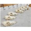 Image 2 : 7 Coyote Skulls Taxidermy