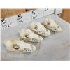 Image 3 : 7 Coyote Skulls Taxidermy