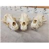 Image 4 : 7 Coyote Skulls Taxidermy