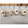 Image 5 : 7 Coyote Skulls Taxidermy