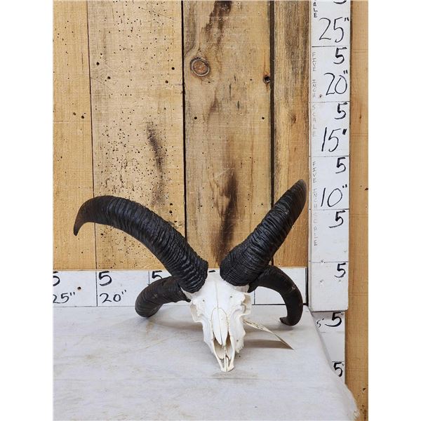 Awesome 4 Horn Jacob's Sheep Ram Skull Taxidermy