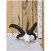 Image 1 : Awesome 4 Horn Jacob's Sheep Ram Skull Taxidermy